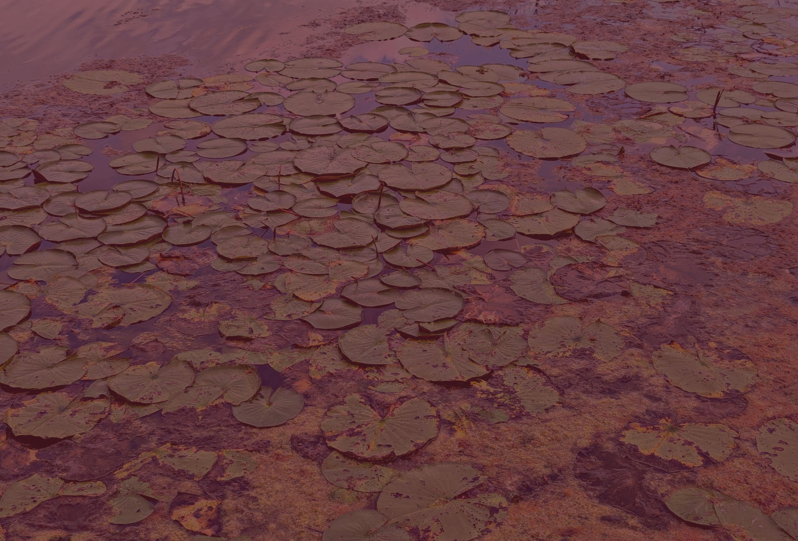 Daily Routines of Famous People